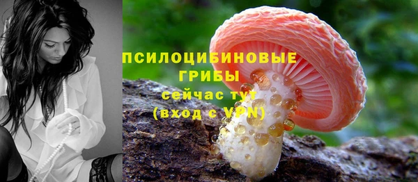 хмурый Аркадак